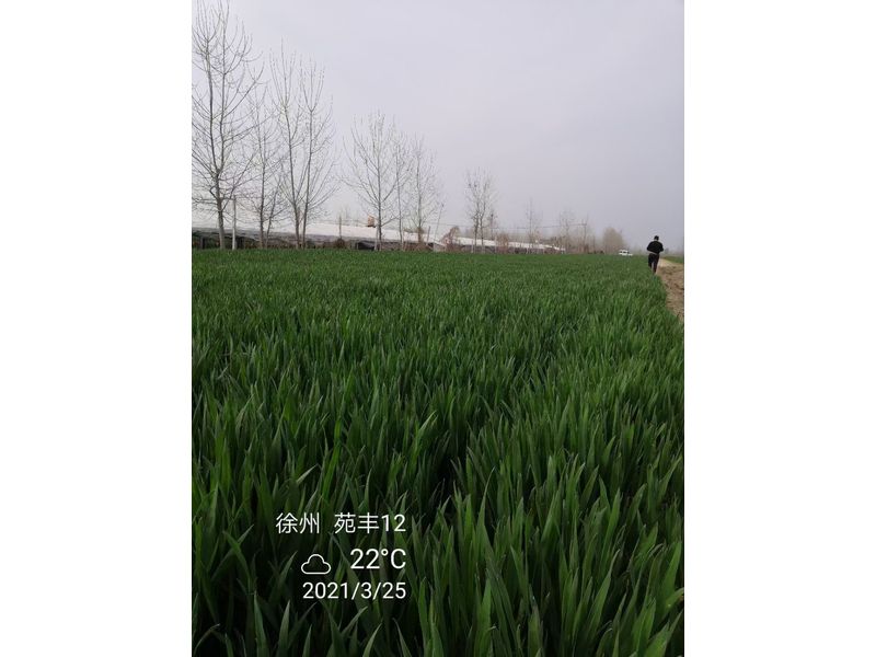 苑豐12，徐州試驗(yàn)大田