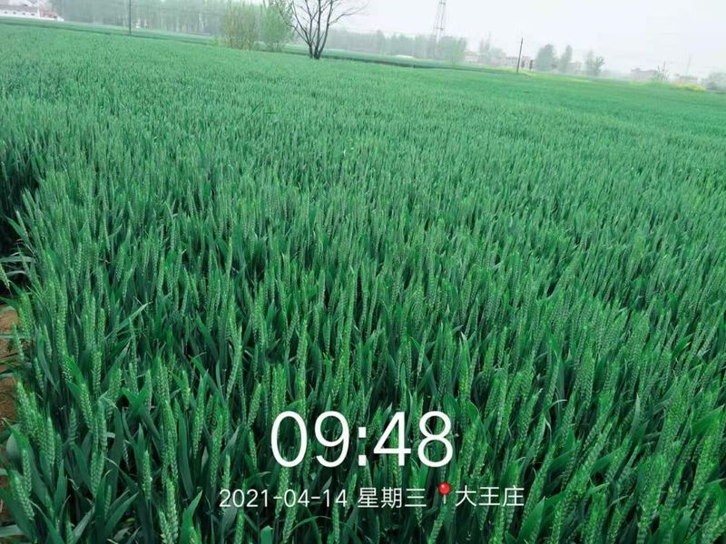 安徽臨泉，苑豐12，大田表現(xiàn)