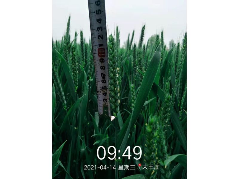 安徽臨泉，苑豐12，大田表現(xiàn)